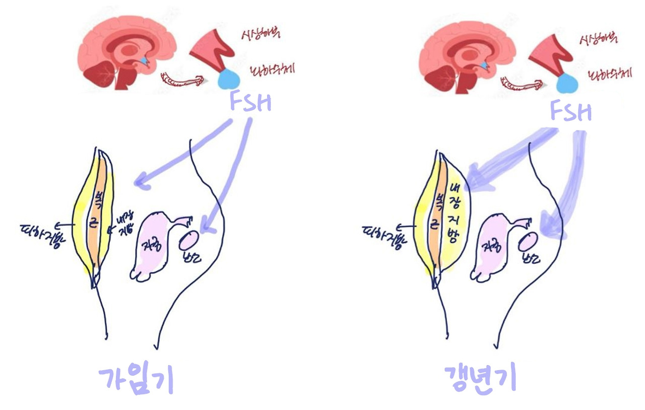 가임기 생리기 FSH.jpg
