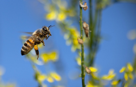 bee-7370876_1280.jpg