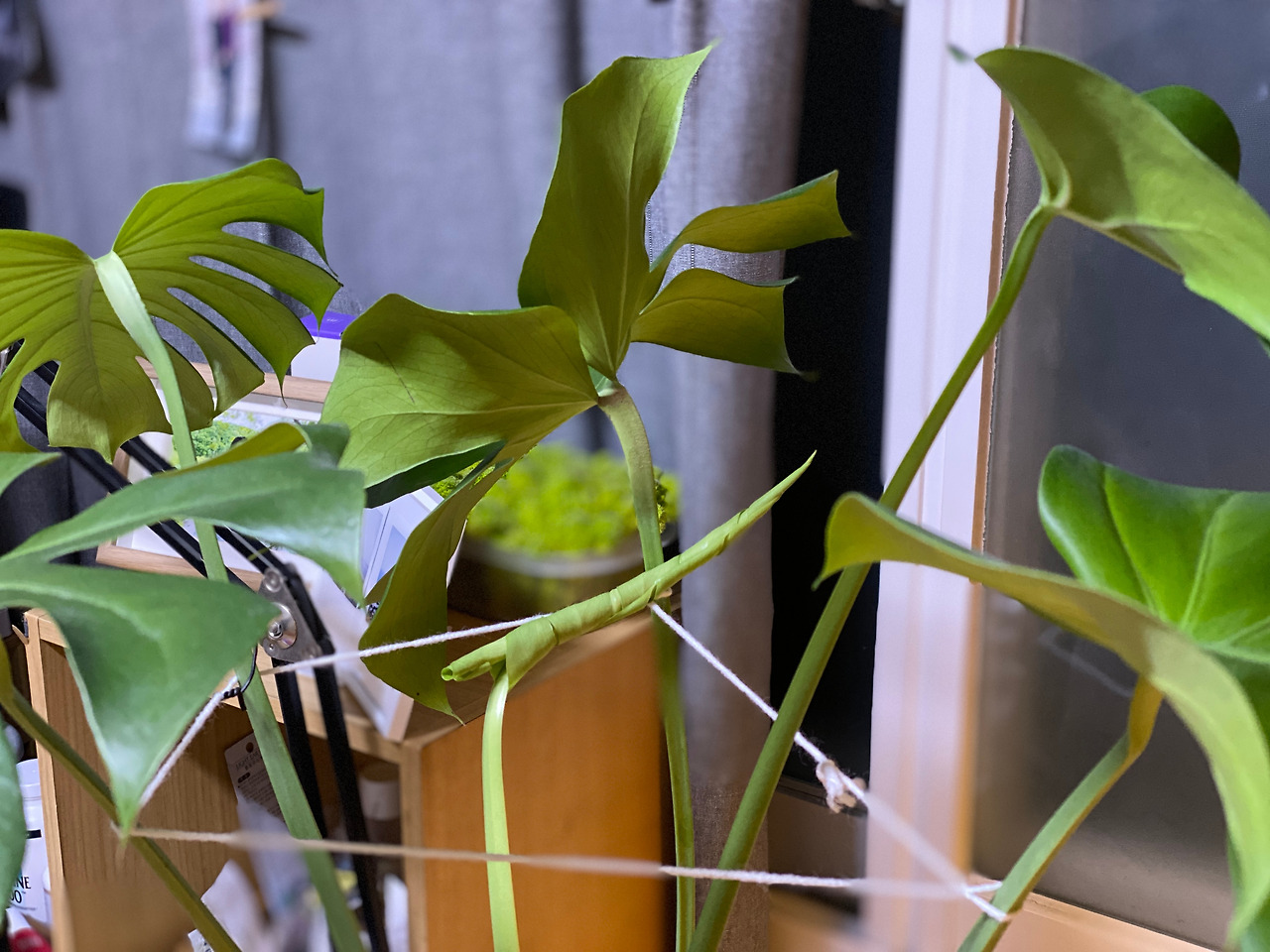 202308몬스테라_1835.jpg
