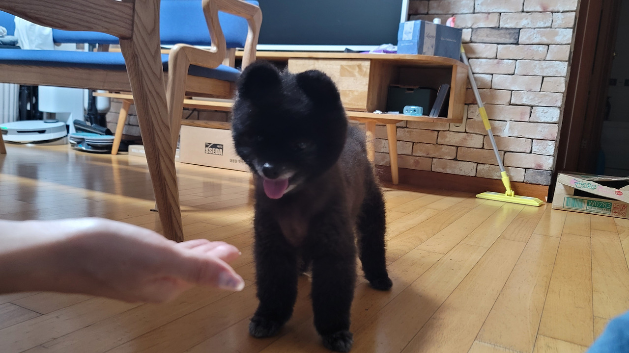 교육하면서 강아지와 소통하는 재미를 아시나요 4.jpg