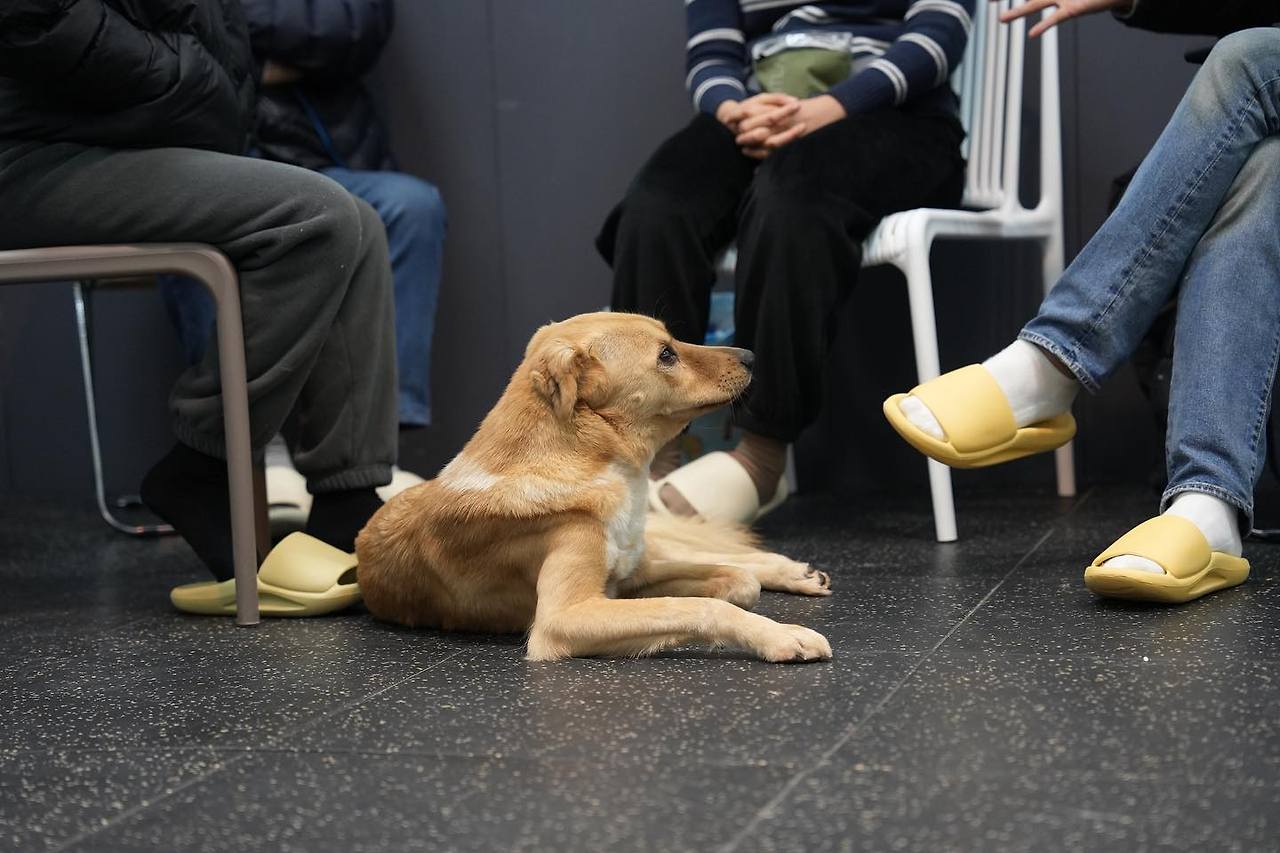 긍정 강화, 긍정 교육만으로 개를 이해할 수 있을까. 3.jpg