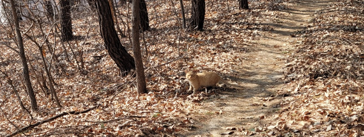 고양이.jpg