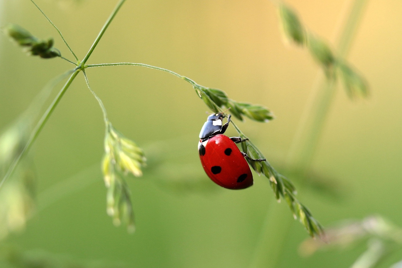 ladybug-1480102_1920.jpg