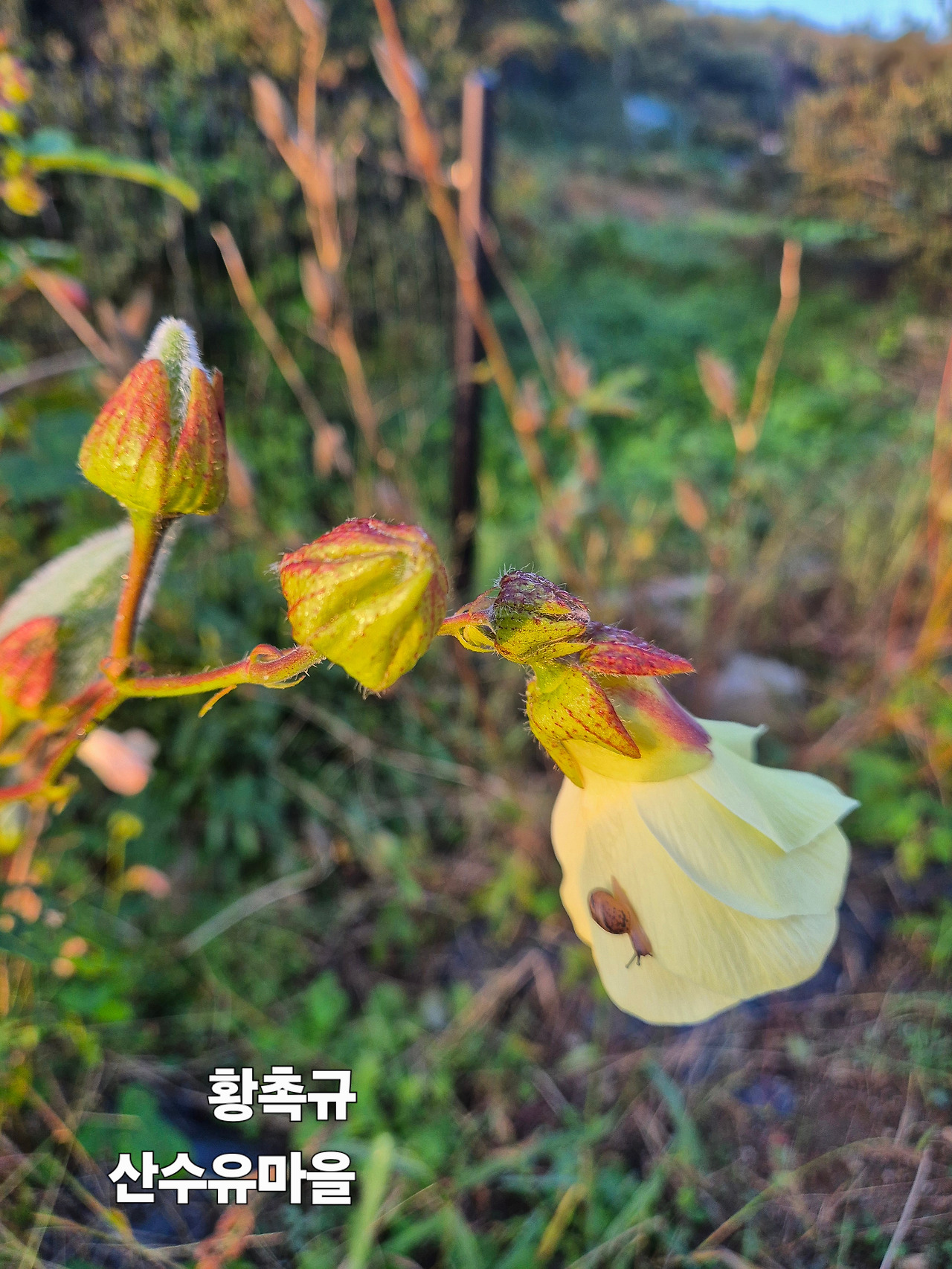 황촉규 산수유마을.jpg