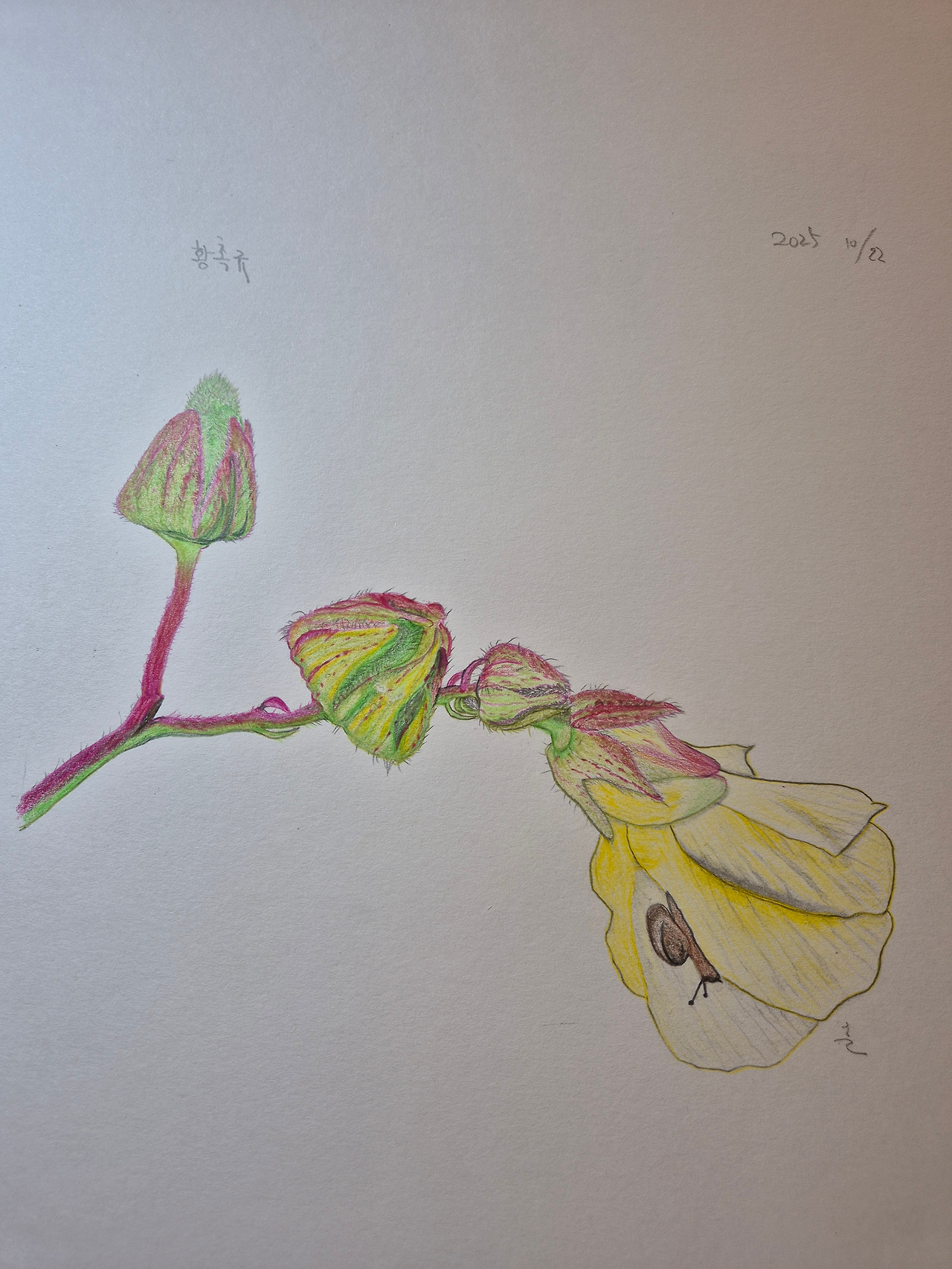 황촉규 그림2.jpg