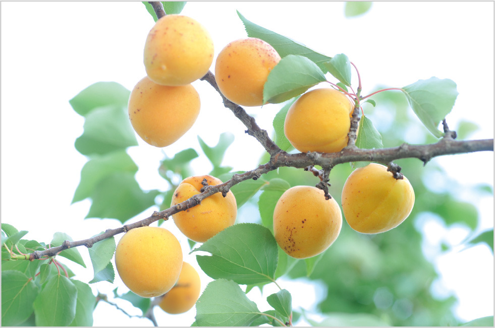 살구나무 열매.jpg