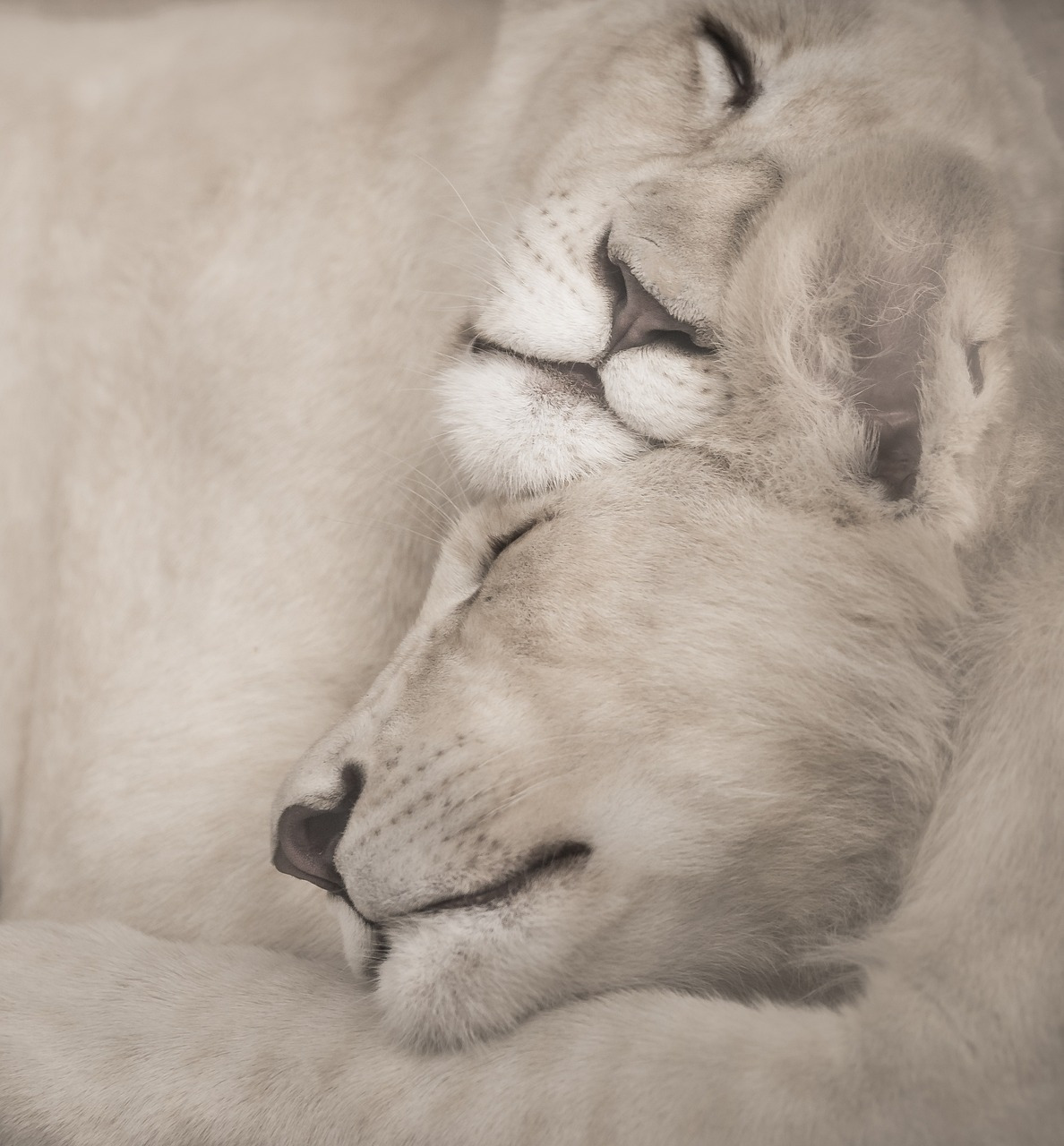 white-lions-3007982_1280.jpg