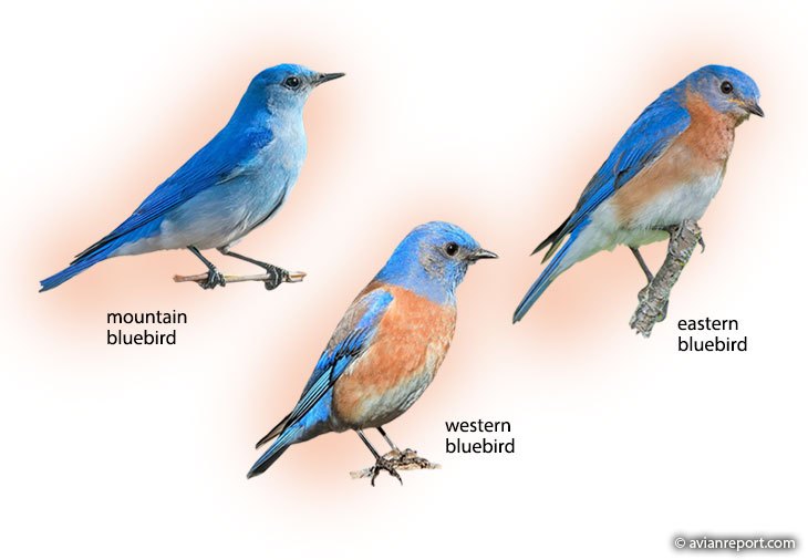Three-male-bluebird_3.x53886.jpg