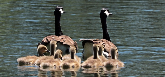 geese-2494952_640.jpg