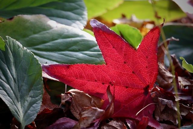 red-leaf-9266942_640.jpg