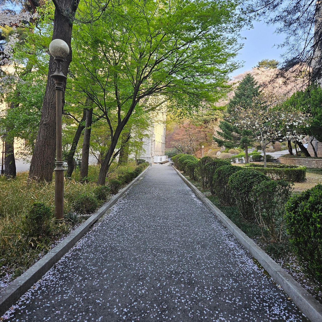 본관 앞 꽃길.jpg