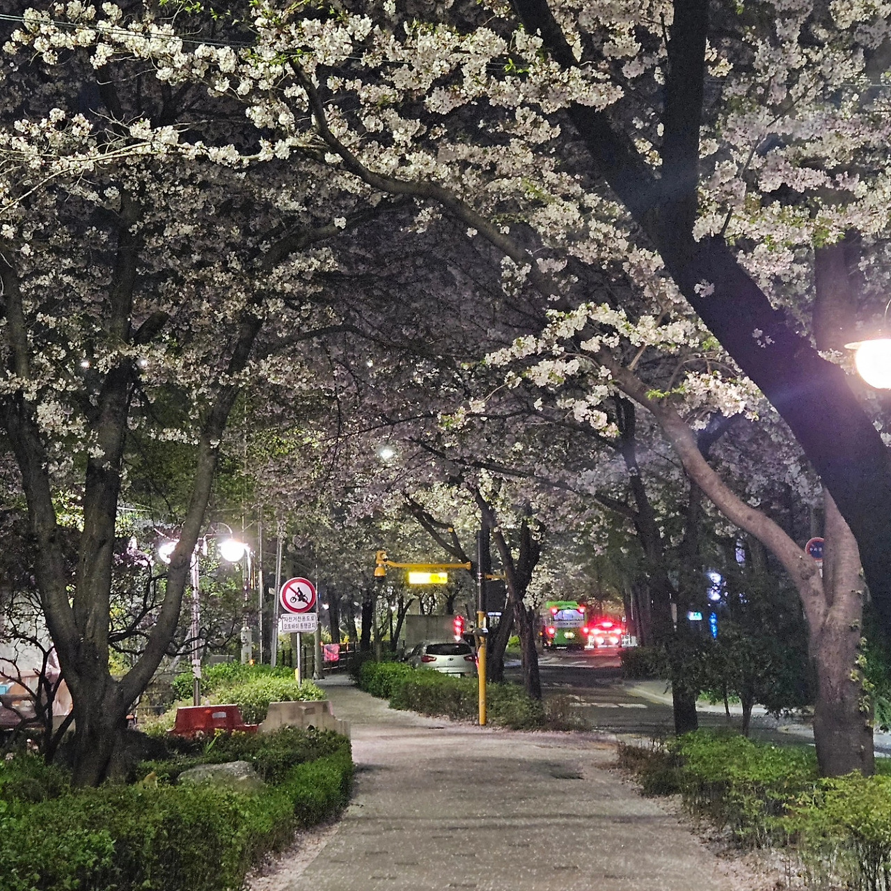 안산 벚꽃길.jpg