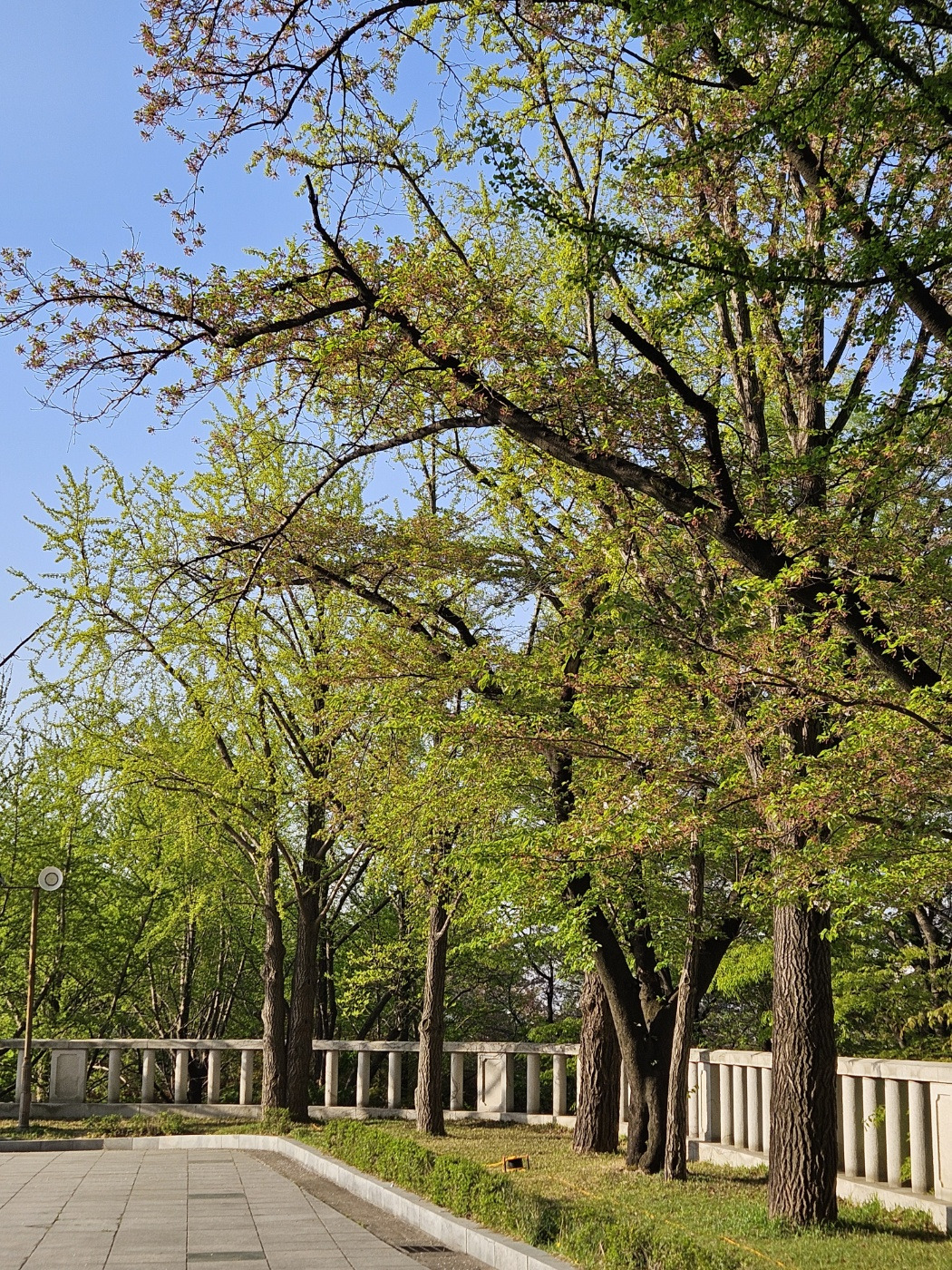 평전 옆 나무들 햇살.jpg