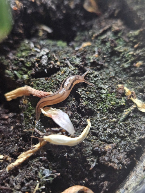 레몬나무 달팽이.jpg