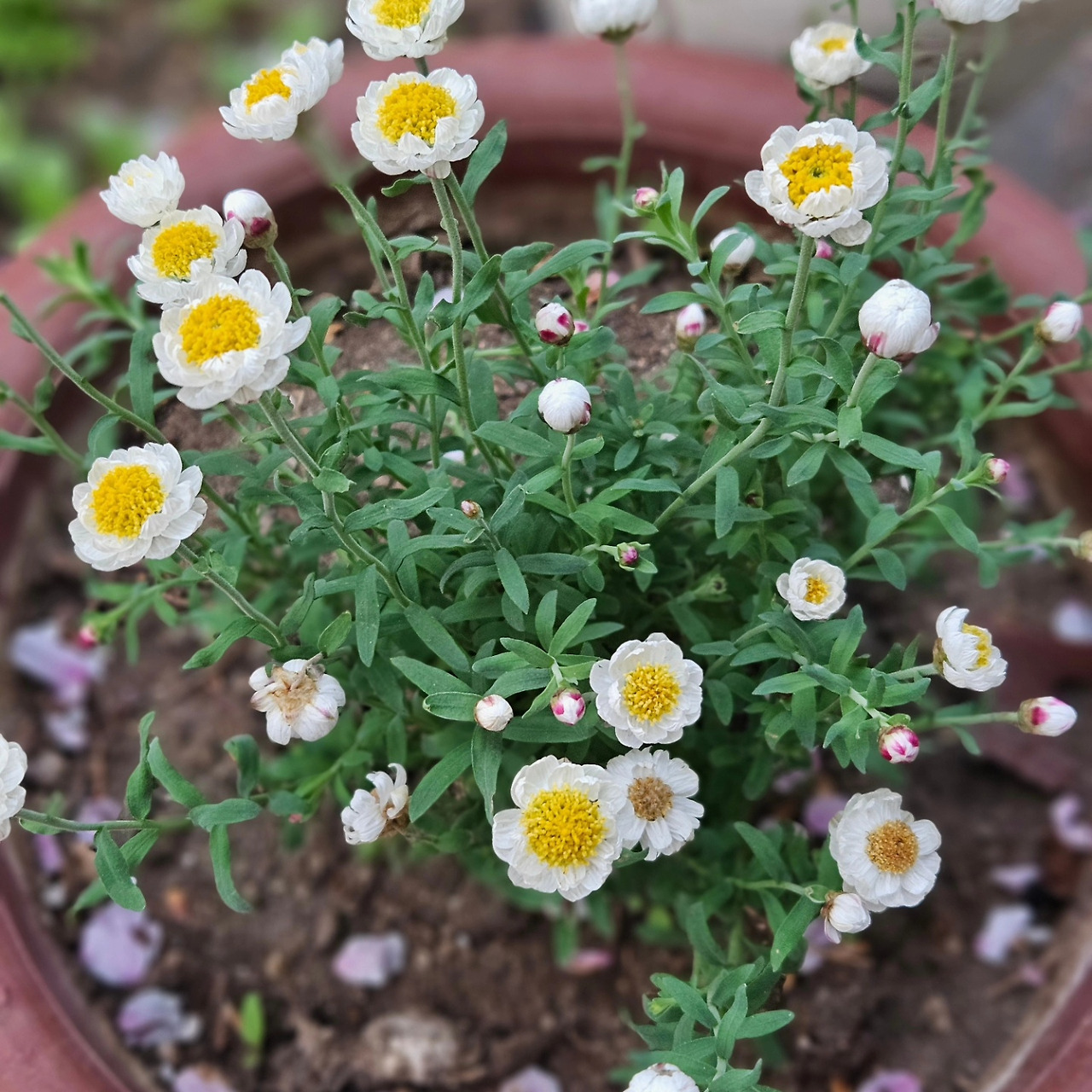 교수연구동 앞 화분.jpg