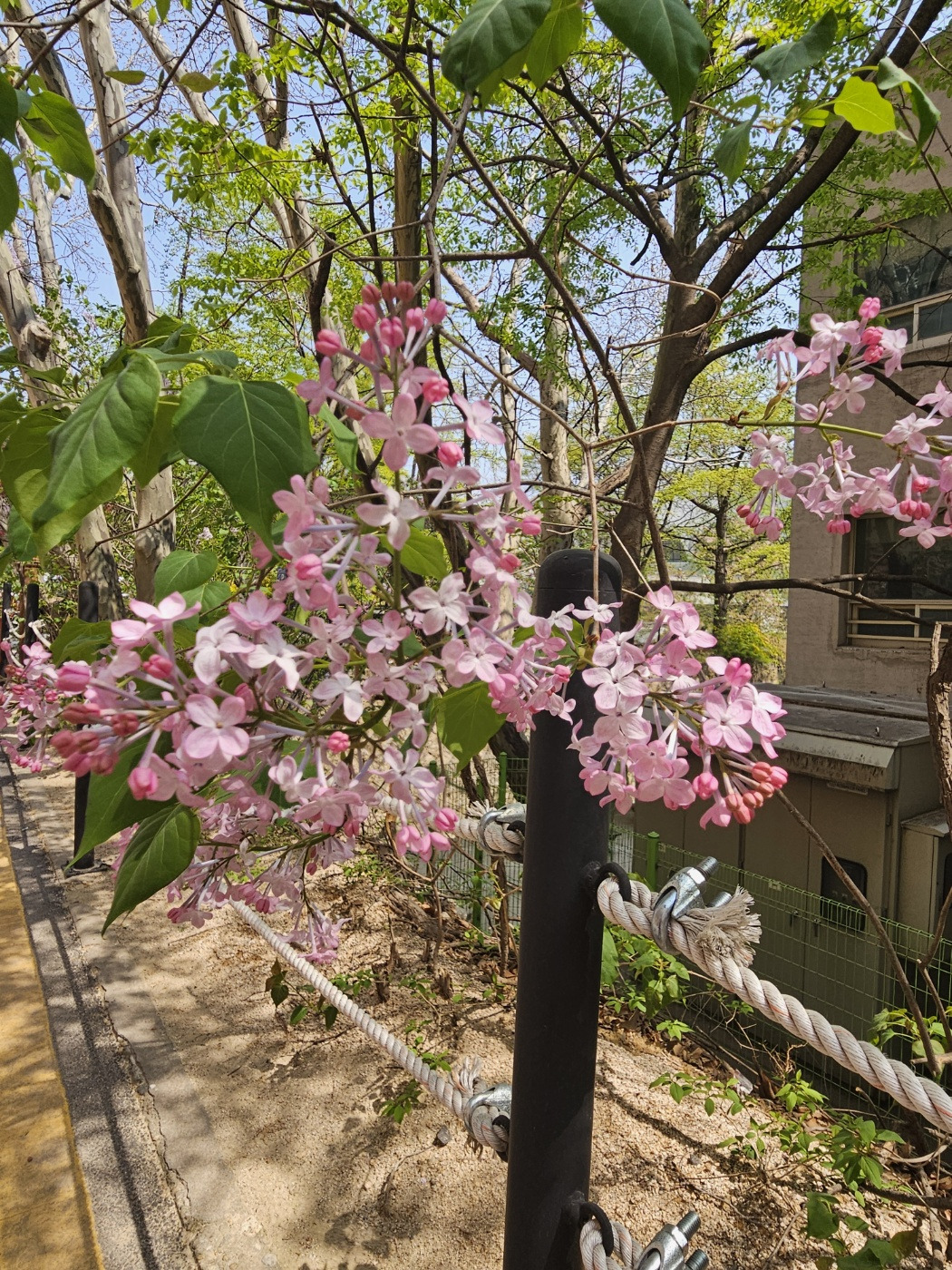 기숙사 정문 앞 꽃.jpg