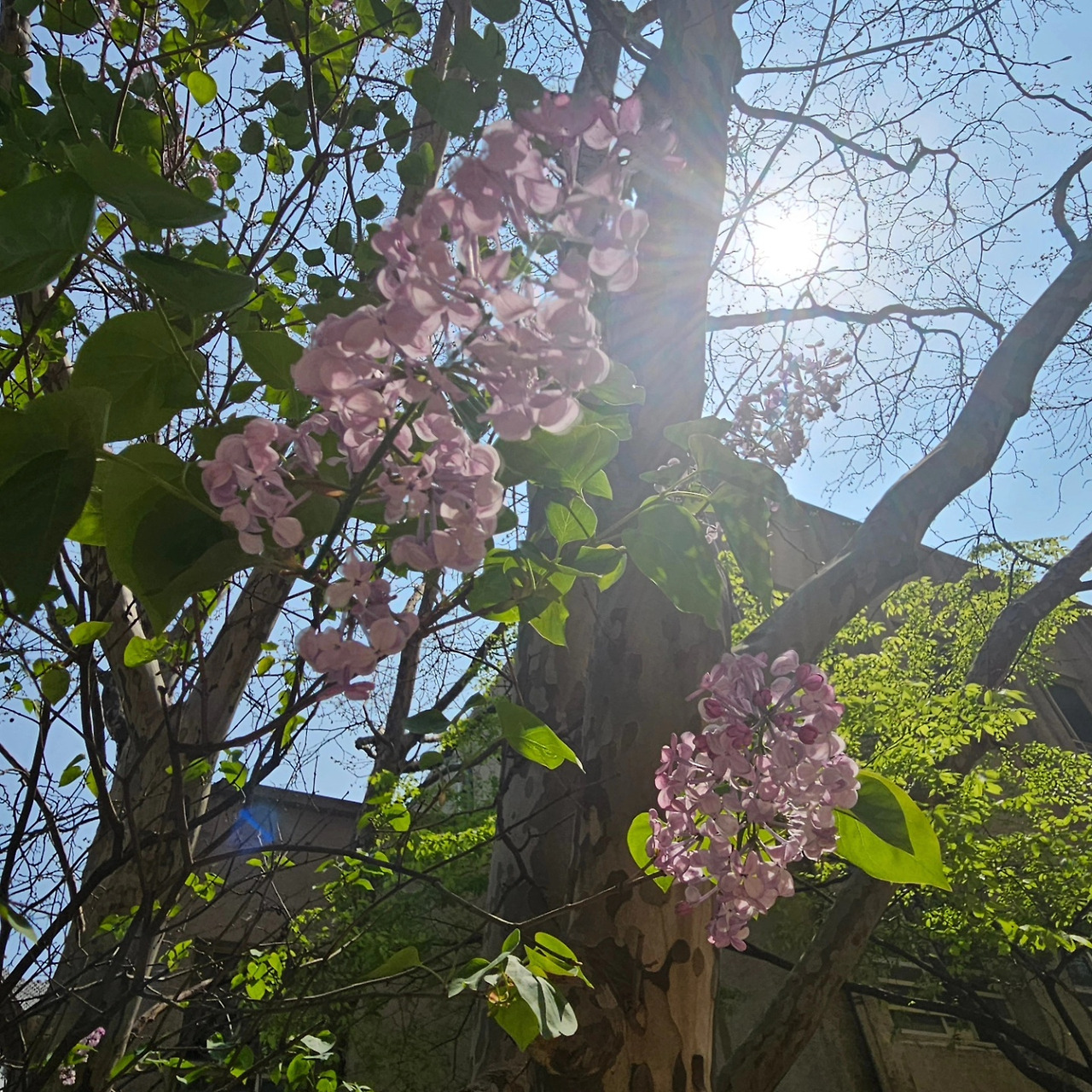 기숙사 정문 앞 라일락 같음.jpg