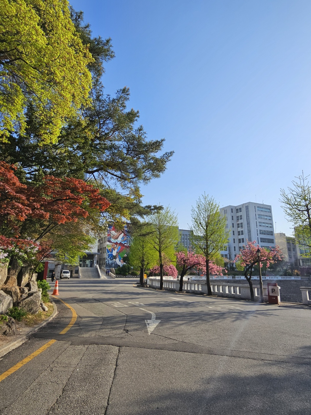 노천극장 앞 나무.jpg