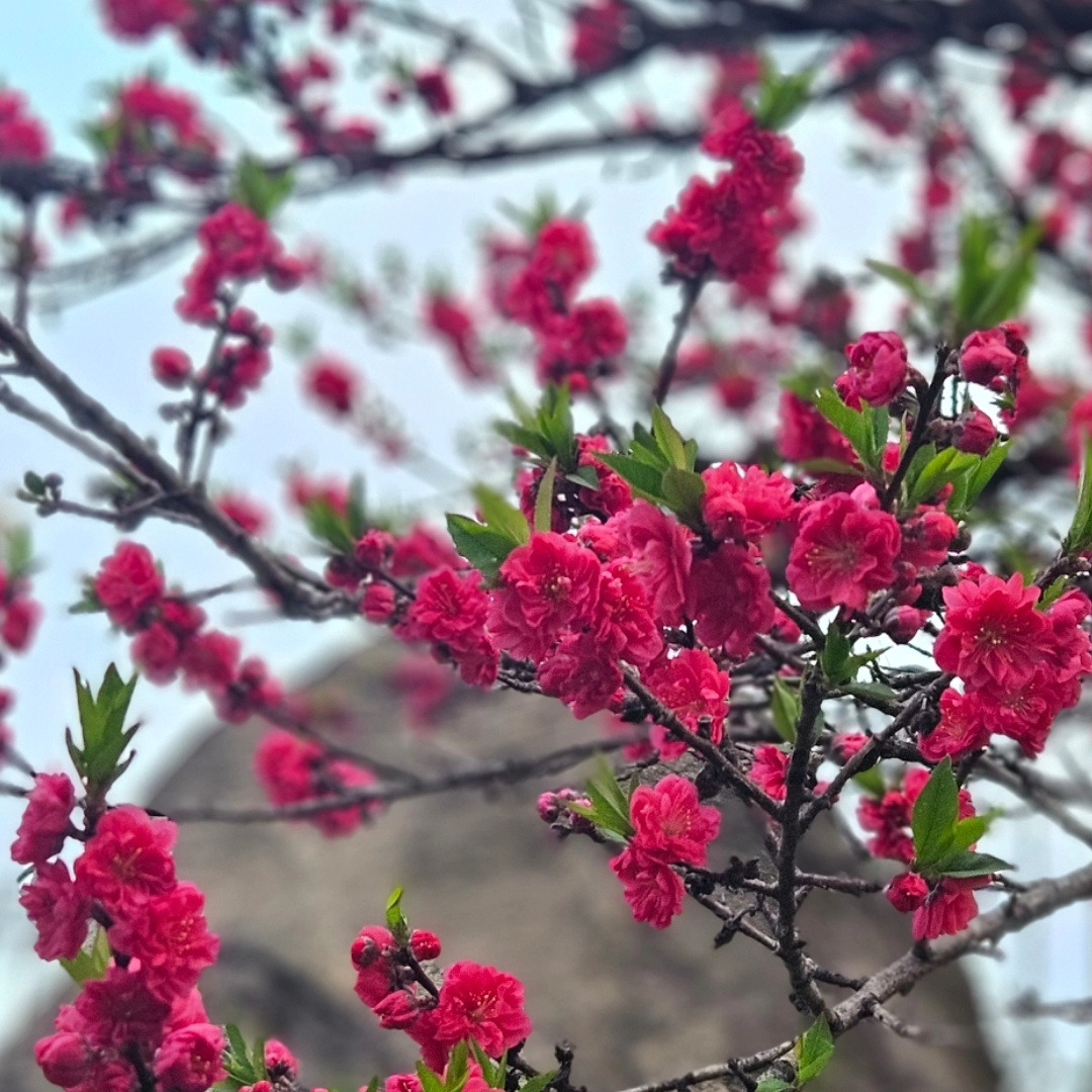 평전 앞 빨간 꽃.jpg