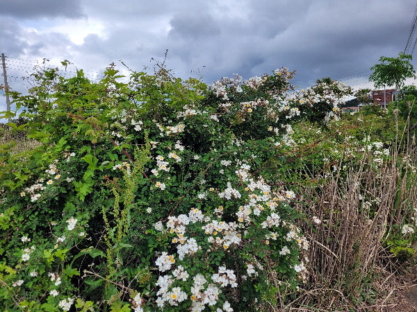 20240508_090514 (2).jpg