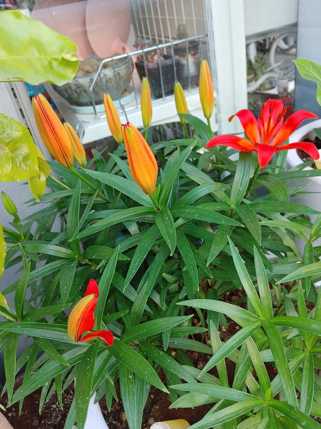 20210523_084536_HDR (1).jpg