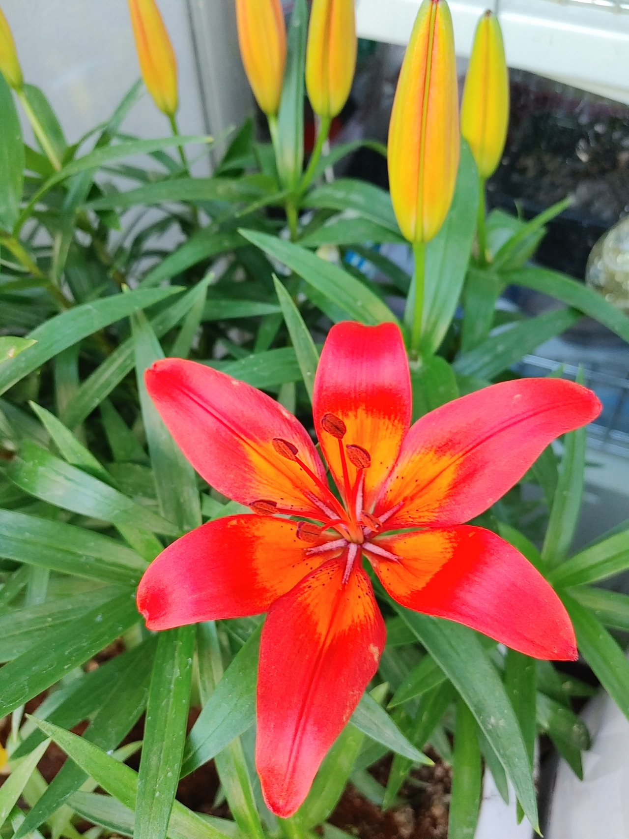 20210523_084531_HDR (1).jpg