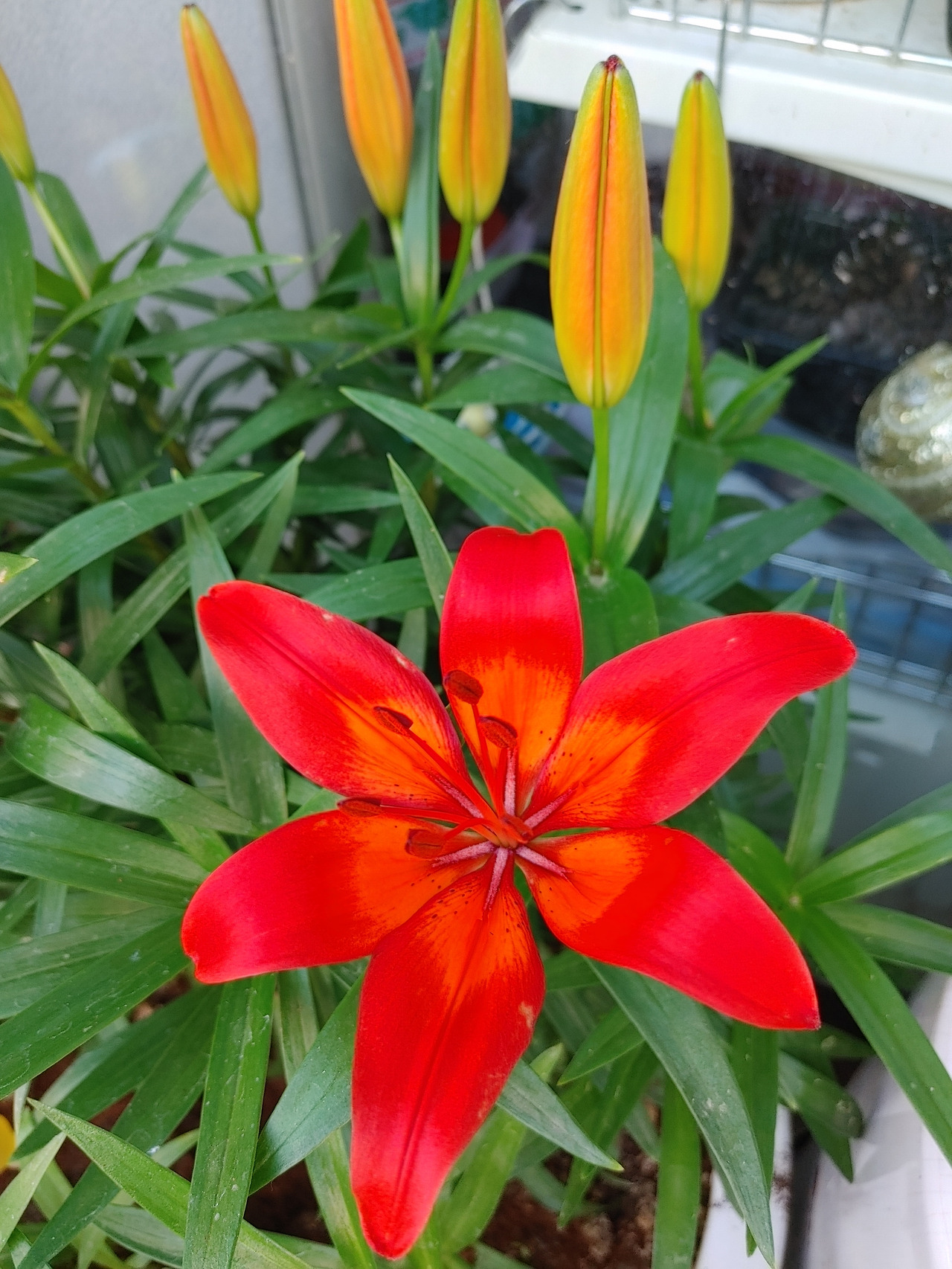 20210523_084528_HDR (1).jpg