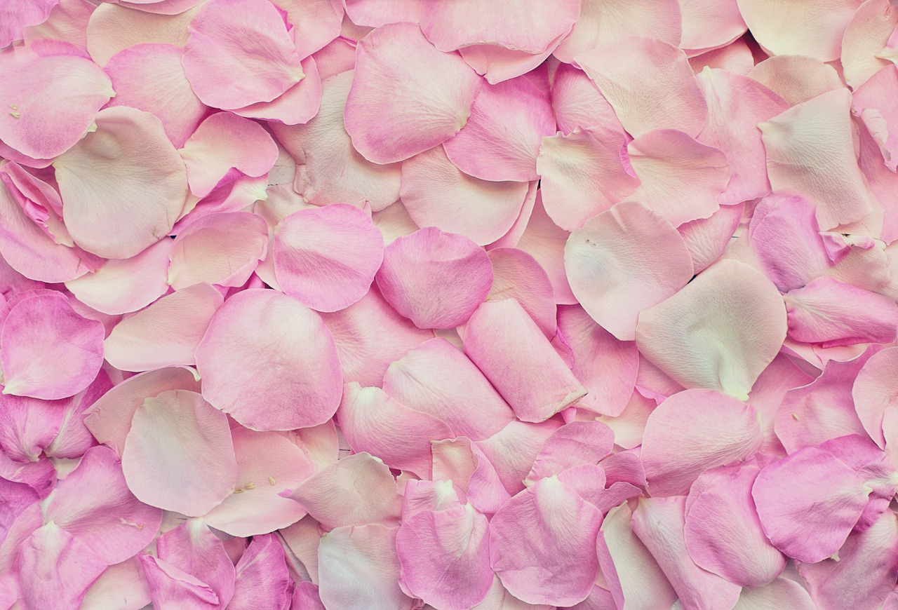 rose-petals-3194062_1280.jpg