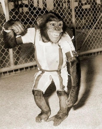 침팬지 햄_편집.jpg