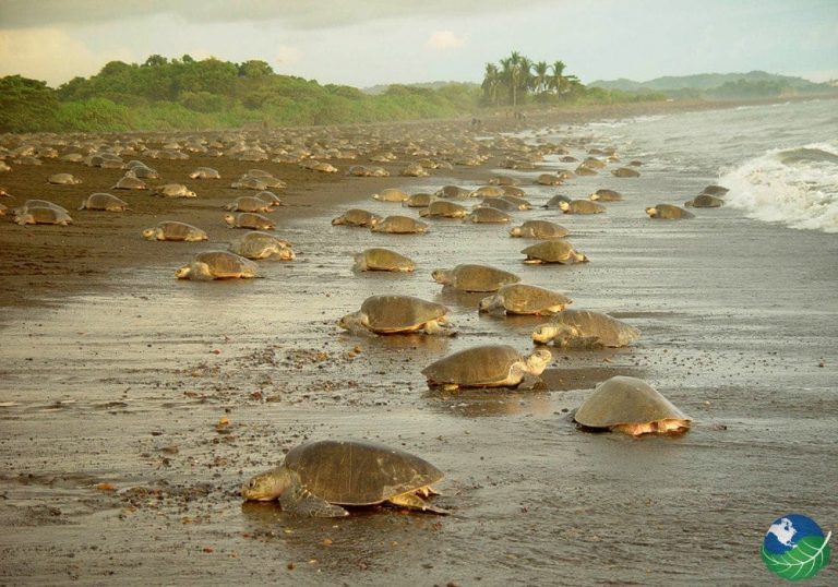 costarica-orgL-Tortu-14-copy-768x538.jpg