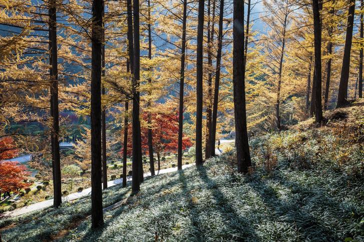 아침고요수목원 (2).jpg