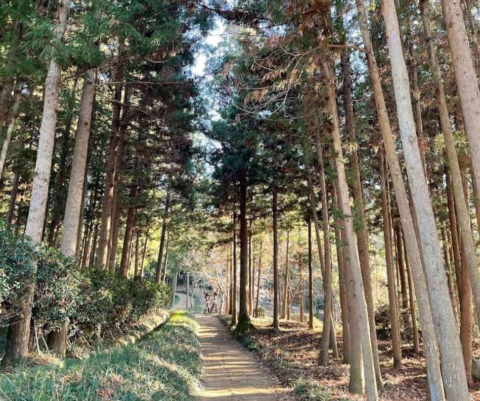 편백숲 우드랜드2.jpg