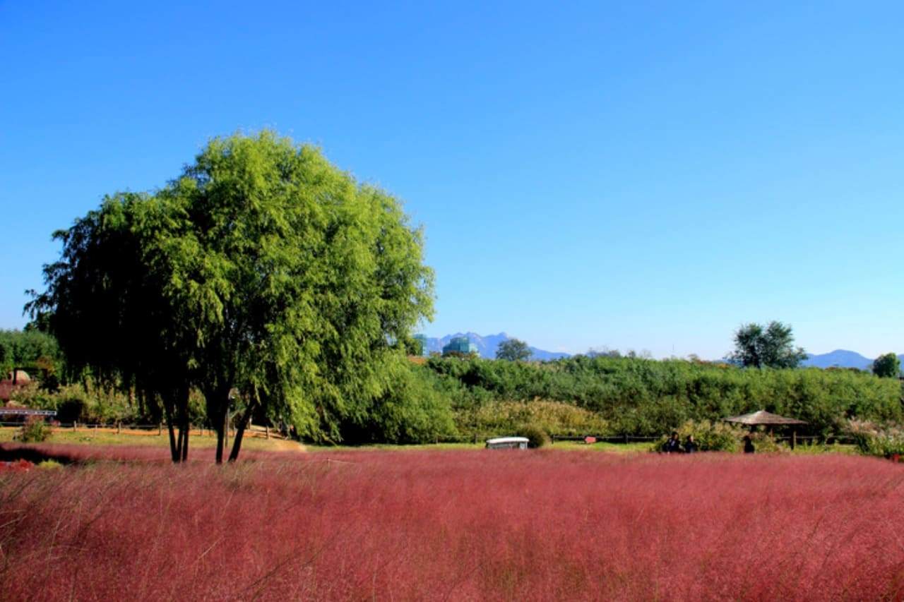 하늘공원 핑크뮬리 (5).jpg