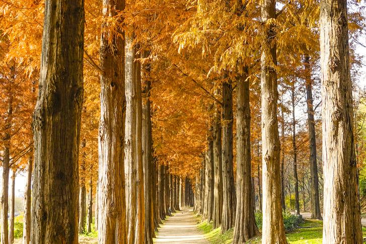 하늘공원 핑크뮬리 (2).jpg