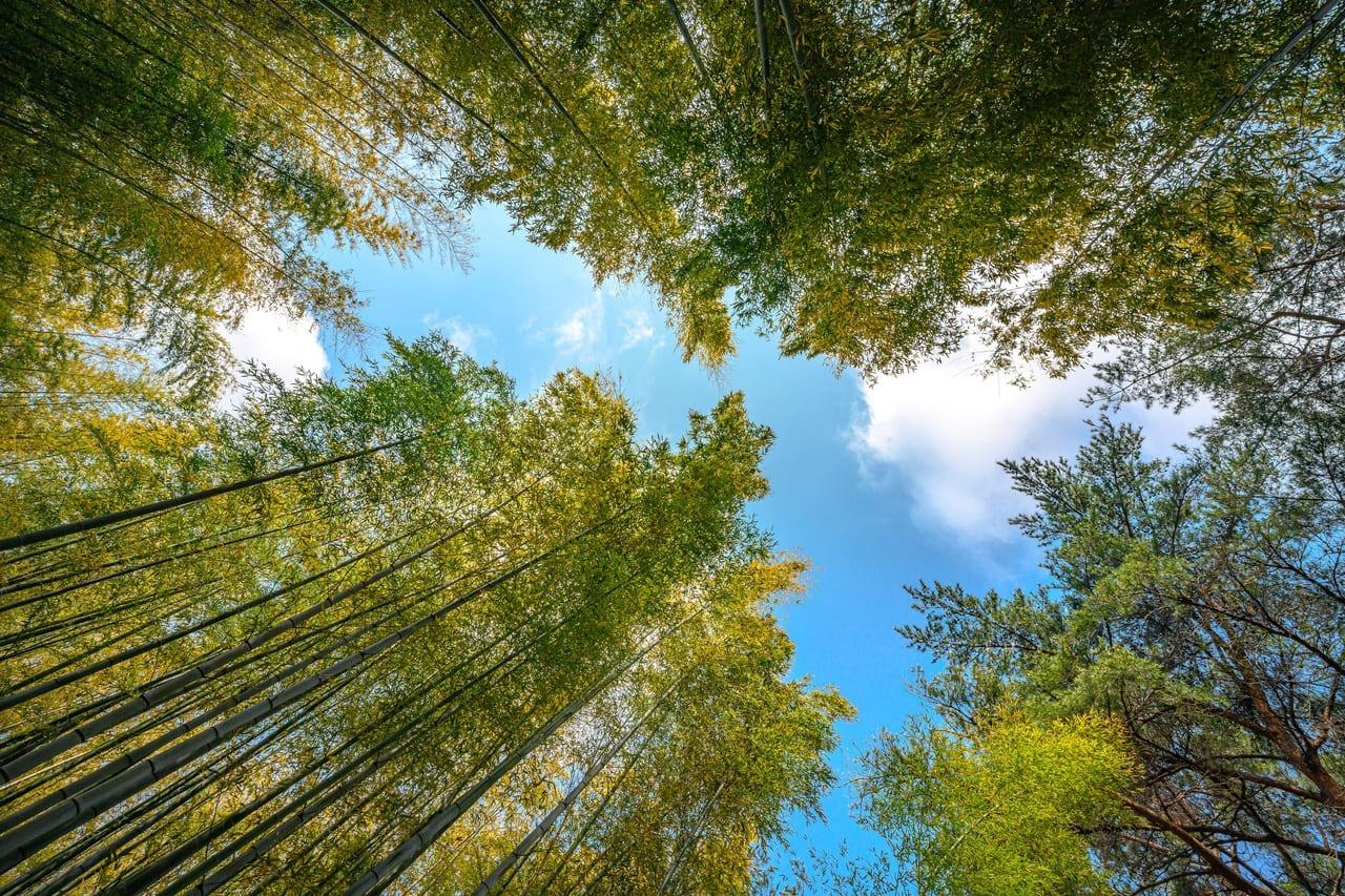 아홉산대나무숲- (1).jpg