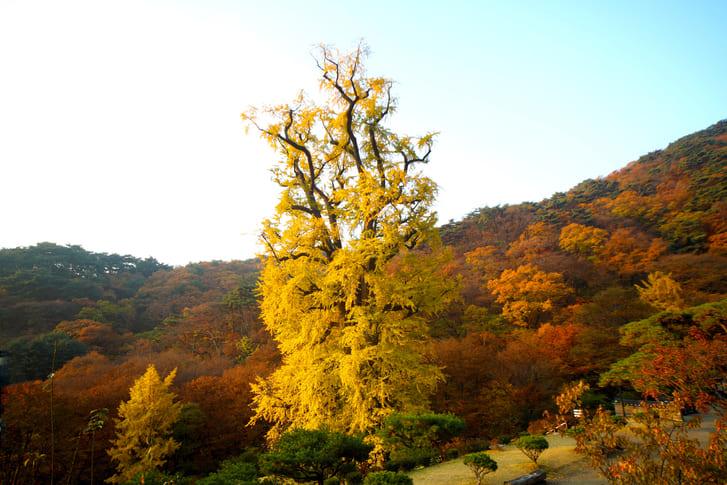 양평 용문사 (2).jpg