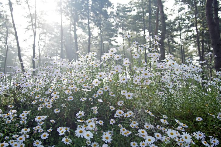 가을 여행지 구절초 (6).jpg