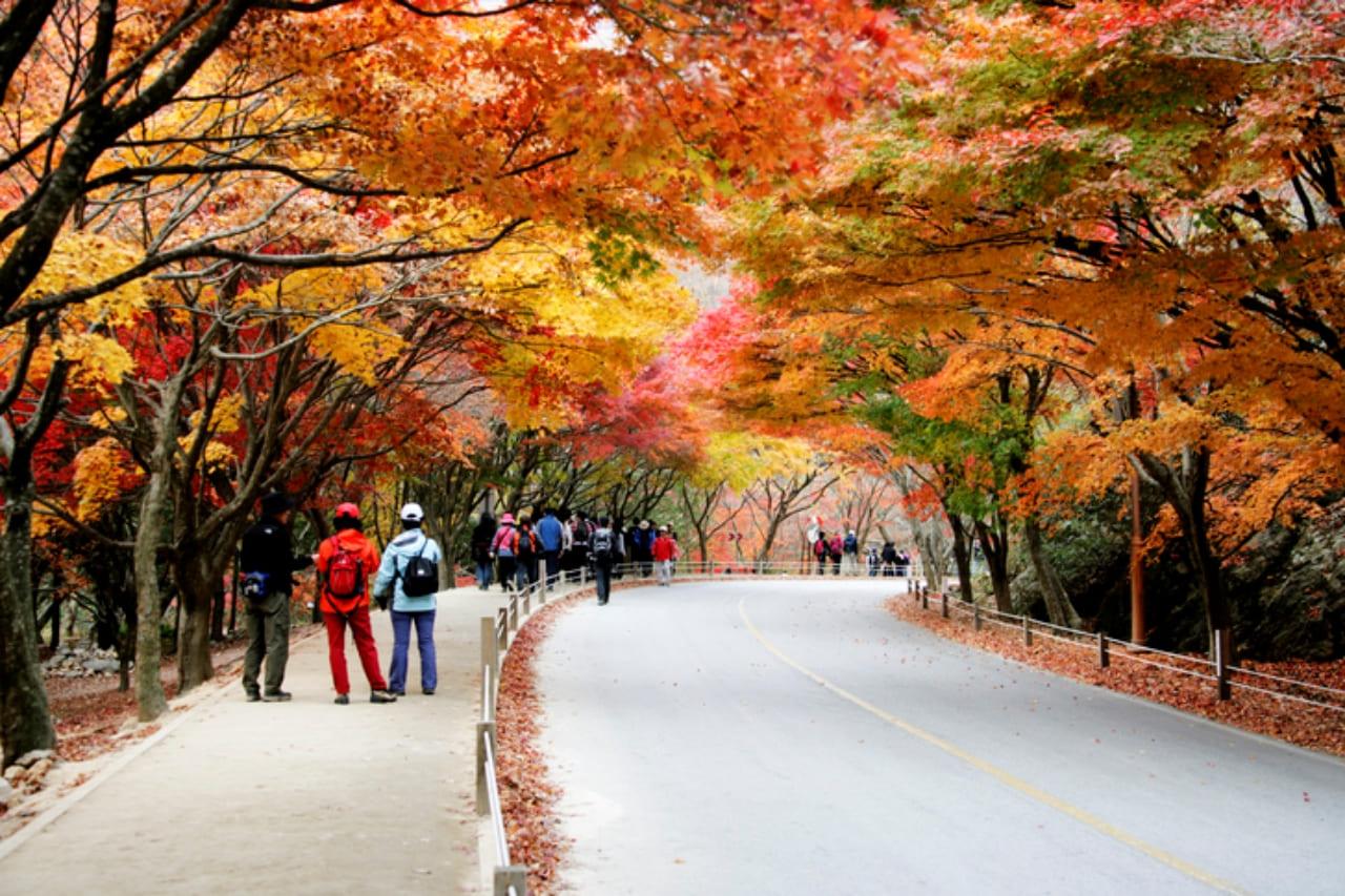 내장산 가을 단풍 (6).jpg