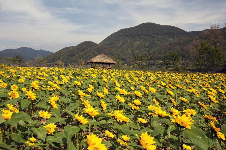 자라섬 핑크뮬리 명소 (1).jpg