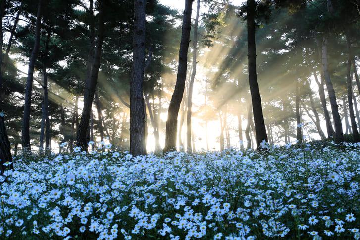 가을 여행지 구절초 (1).jpg