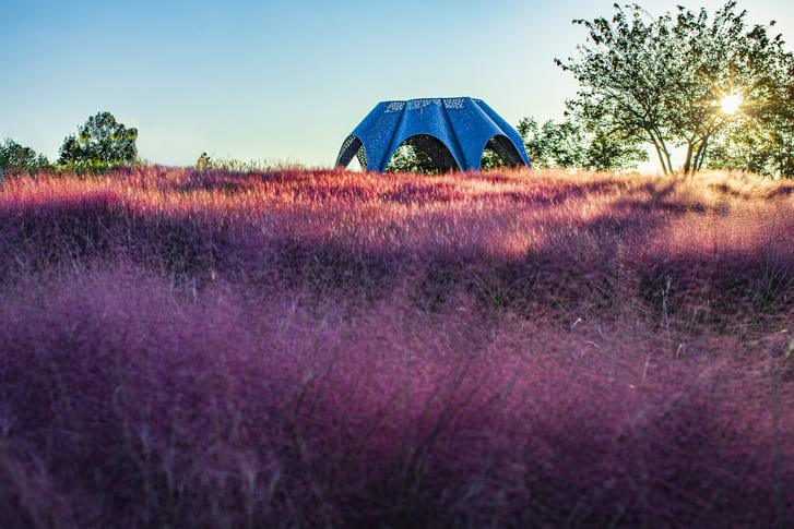 하늘공원 핑크뮬리 (6).jpg