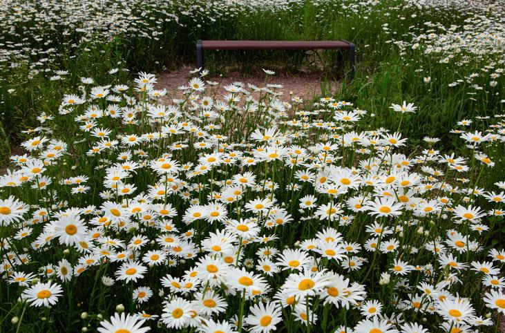가을 여행지 구절초 (2).jpg