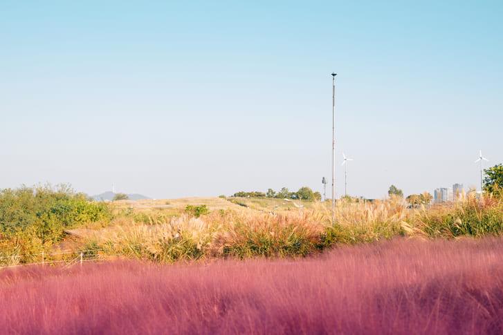 하늘공원 핑크뮬리 (4).jpg