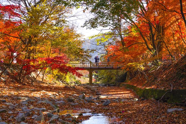 내장산 가을 단풍 (3).jpg