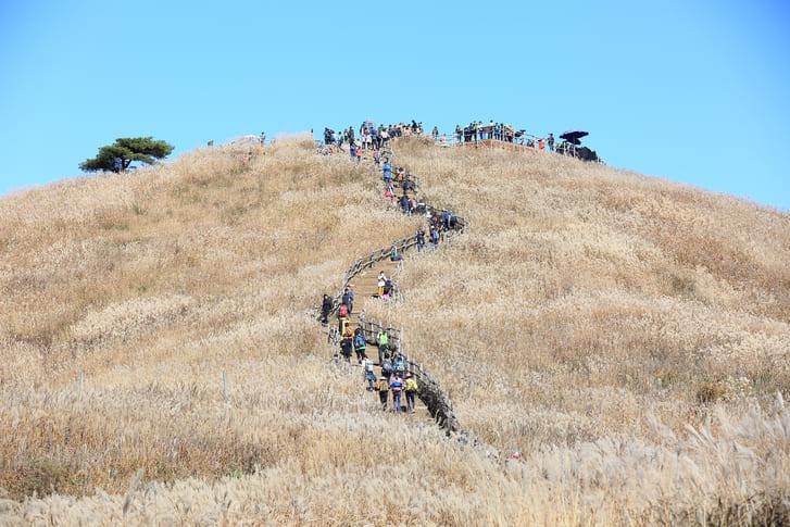 민둥산 억새 명소 (3).jpg