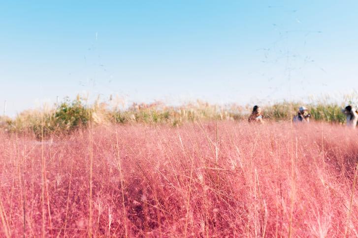 하늘공원 핑크뮬리 (3).jpg