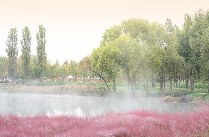 자라섬 핑크뮬리 명소 (7).jpg