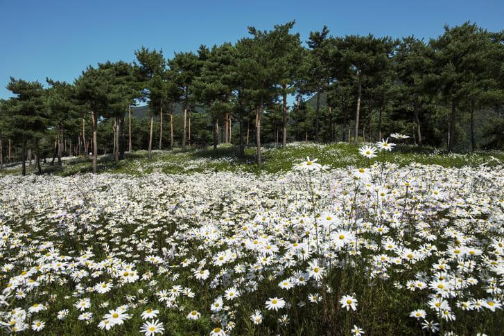 가을 여행지 구절초 (4).jpg