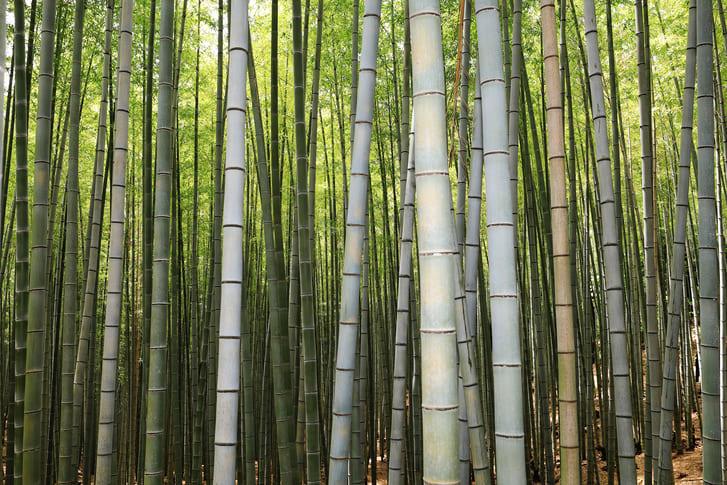 아홉산대나무숲 (1).jpg