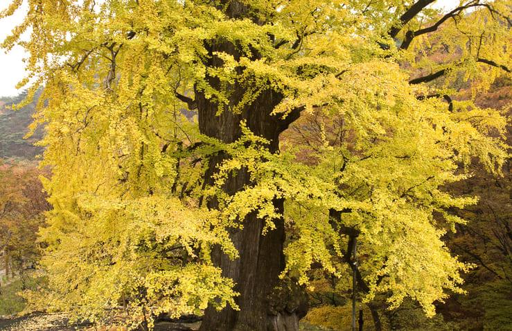 양평 용문사 (1).jpg